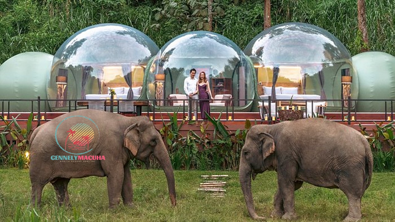 Pengalaman Mewah dan Petualangan di Elephant Camp Resort